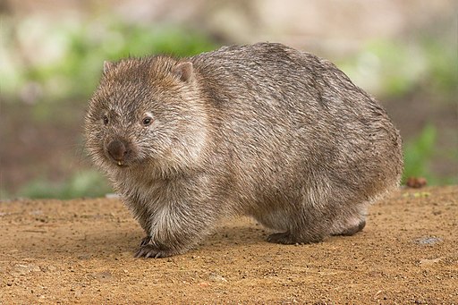 A wombat